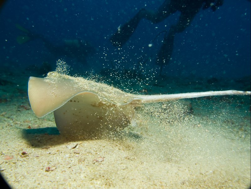 Blue spotted fan tail ray